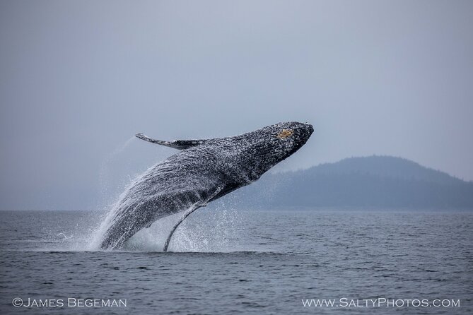 Whale-Watching, Icy Point, Hoonah , Whales, Orca, Killer-Whales. - Common questions