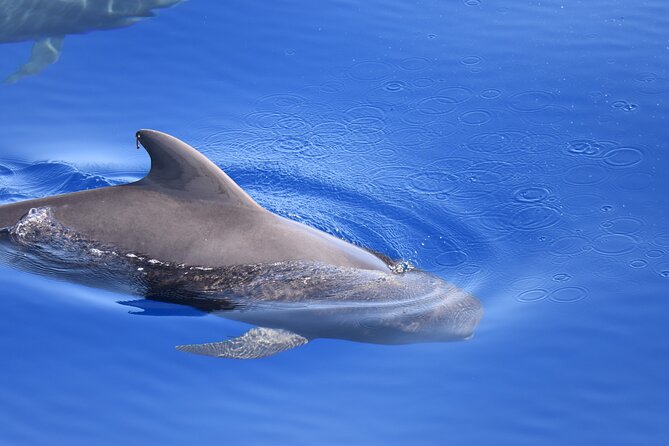 Whale Watching in Los Gigantes for Over 11 Years - Common questions