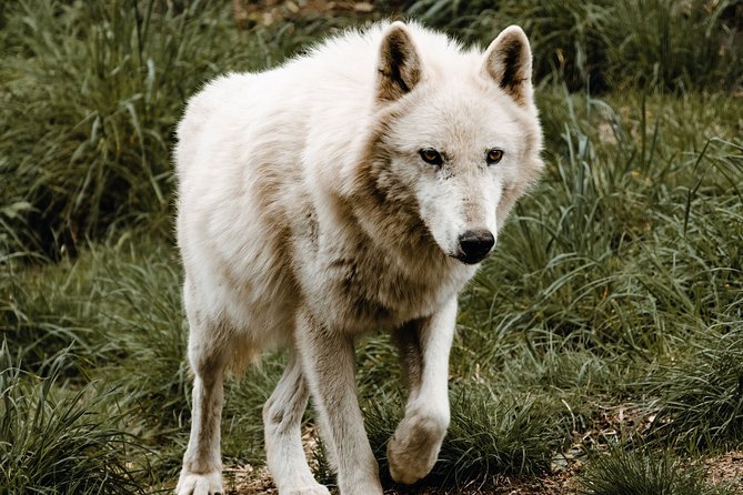 White Wolf Sanctuary Tour (Mar ) - Common questions