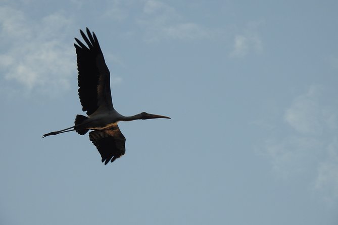 Wildlife at Sungei Buloh Wetland Reserve - Directions to Sungei Buloh Wetland Reserve