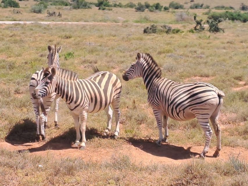 Wildlife Safari - Accessibility and Inclusion