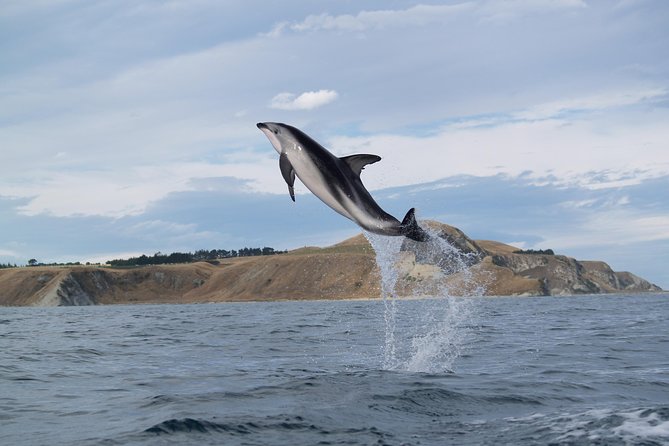 Wildlife Sea Kayaking Tour - Kaikoura - Common questions