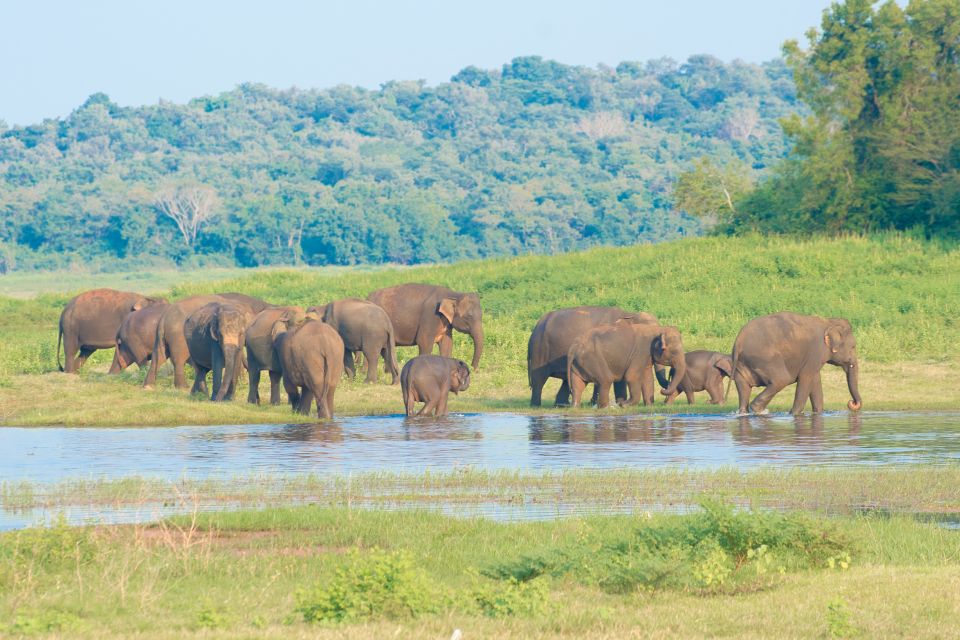 Wilpattu National Park Safari Tour From Negombo - Last Words