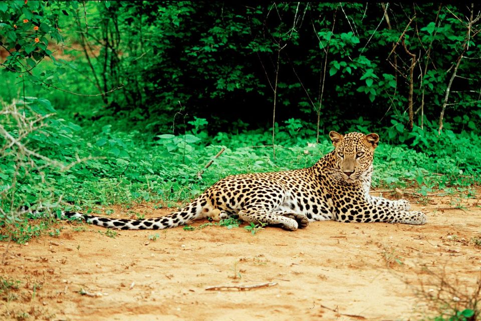 Yala National Park: Leopard Safari Day Tour From Colombo - Experienced Guides