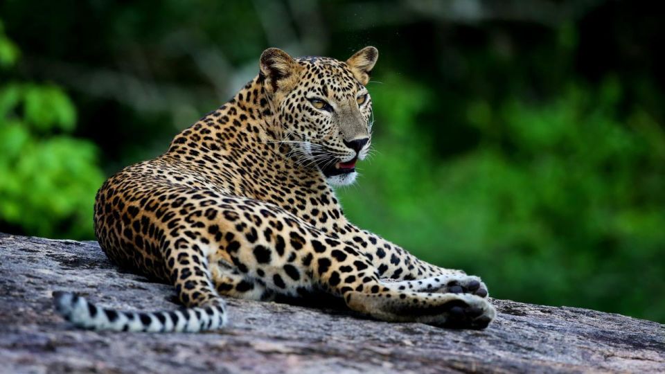 Yala National Park Tour in Golden Hours - Tips for a Memorable Experience