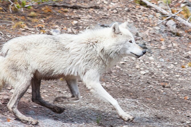 Yellowstone Wildlife Safari From Bozeman - Private Tour - Booking Terms & Conditions