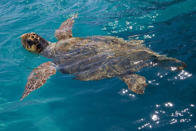 Zakynthos Marine Park With Turtles Spotting - Pricing Details and Booking Options