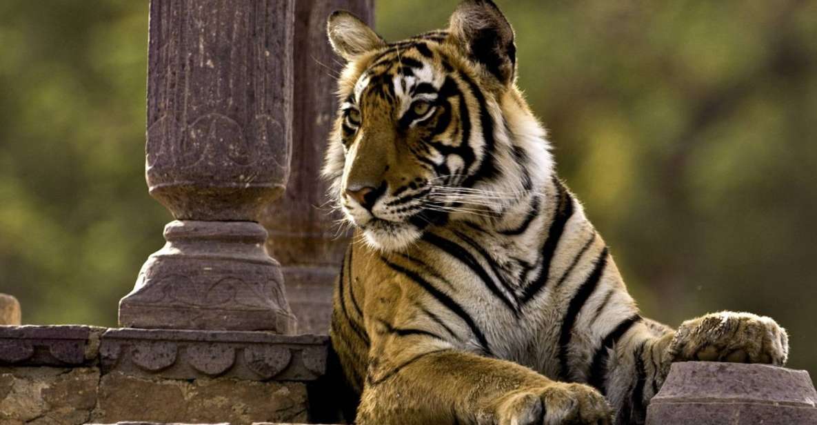 8 Days GOLDEN TRIANGLE EXCURSION WITH RANTHAMBORE WILDLIFE - Key Points