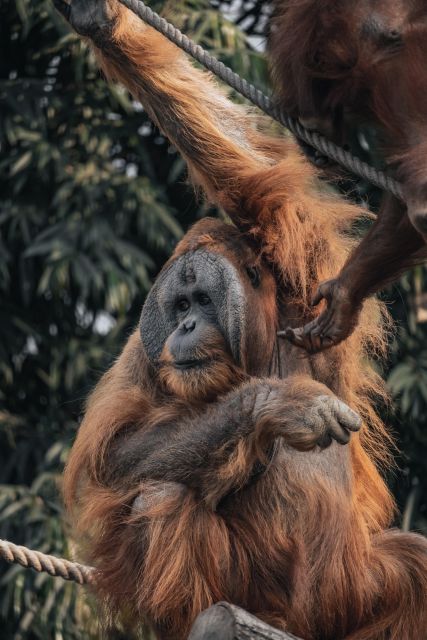 2 Days Expedition From Bukit Lawang: Connect With Nature - Common questions