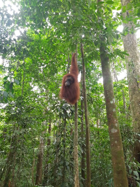 3D2N Orangutan Expedition:from Bukit Lawang - Considerations for a Memorable Journey