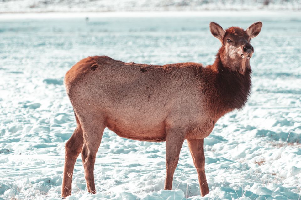 4-Day Winter Yellowstone Tour - Last Words