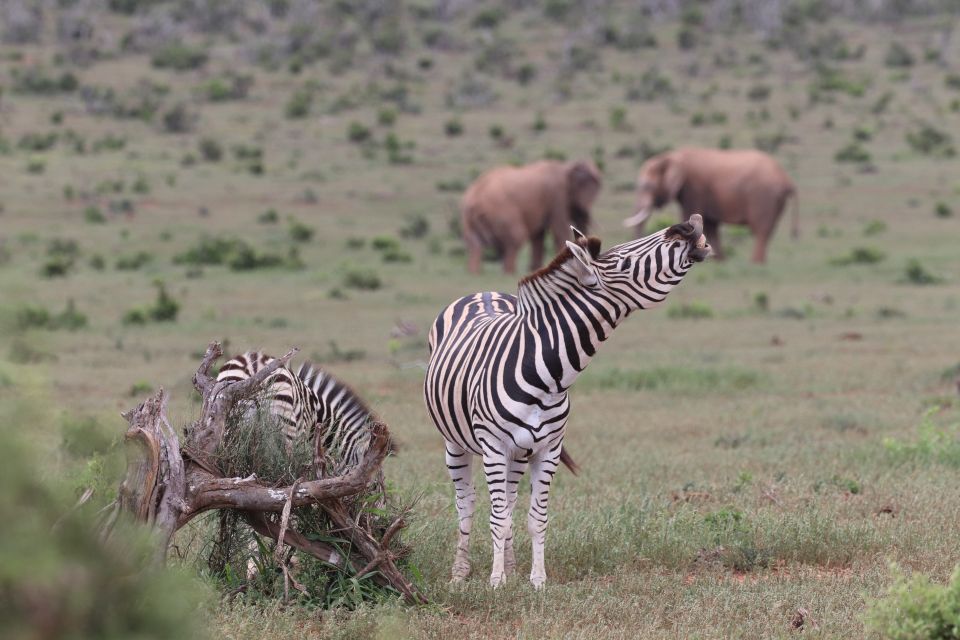 Addo Elephant Park and Giraffe Walk Private Full Day Safari - Wildlife Viewing Opportunity