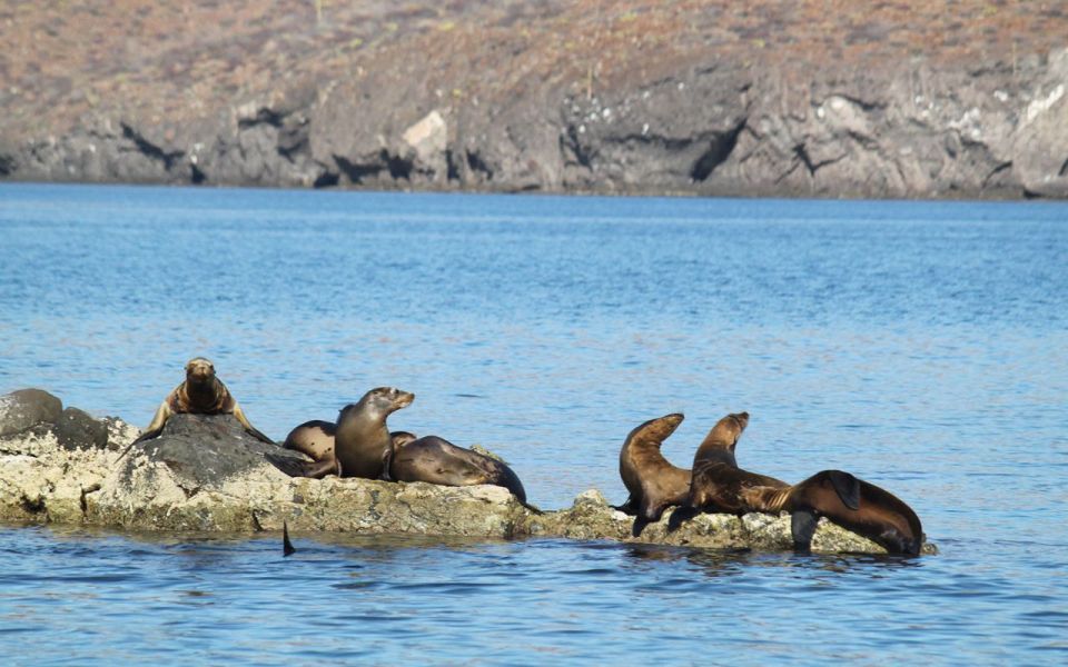 Adventure on Balandra Beach: Sea Lions & Snorkeling Tour - Recommendations