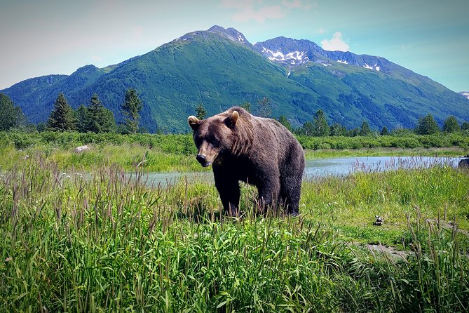 Afternoon Wilderness, Wildlife, Glacier Experience From Anchorage - Last Words