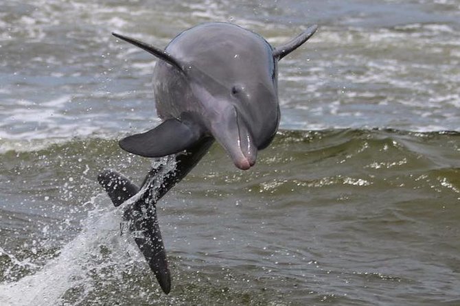 Alabama Gulf Coast Dolphin Cruise - Common questions