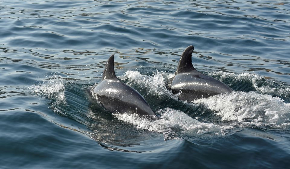 Albufeira: 2.5-Hour Dolphin Watching and Caves Trip - Boat Comfort and Staff Friendliness