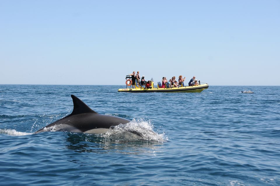 Algarve Coast: Dolphin Watching & Cave Tour - Last Words