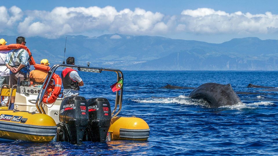 Azores: Whale Watching and Islet Boat Tour - Last Words