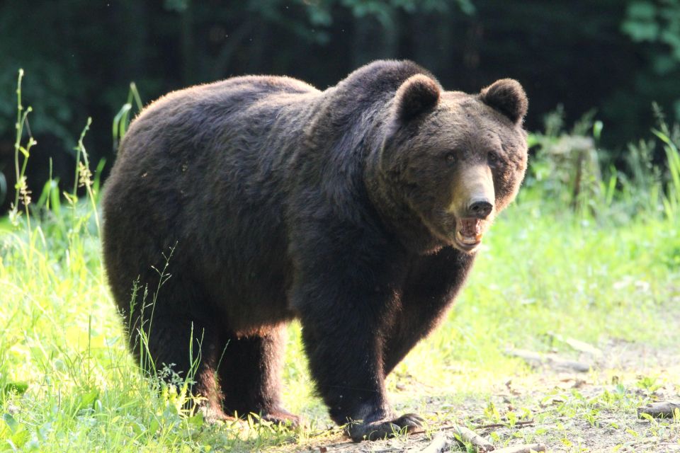 Bear Watching in the Wild Brasov - Last Words