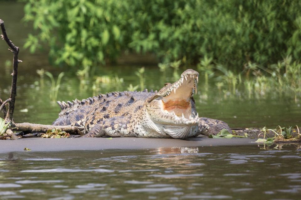 Bentota Beach, River Mangroves Lagoon, Wildlife Tour - Common questions