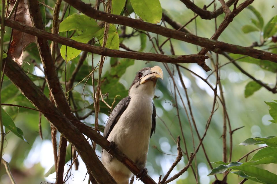 Bentota: Mangrove Lagoon and River Cruise - Wildlife Spotting Tips