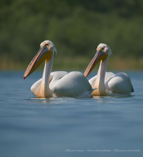 Bird Watching and Photography Private Tour Near Constanta - Important Information