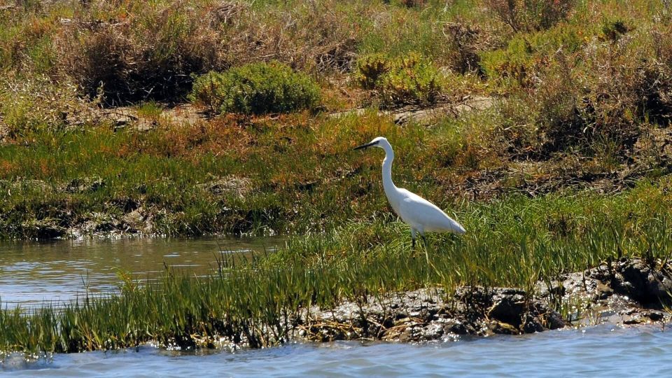 Birdwatching in Ria Formosa: Eco Boat Tour From Faro - Last Words