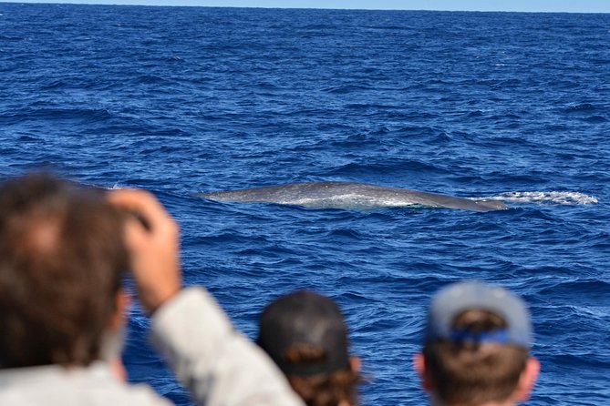 Blue Whale Perth Canyon Expedition - Contact and Support Service