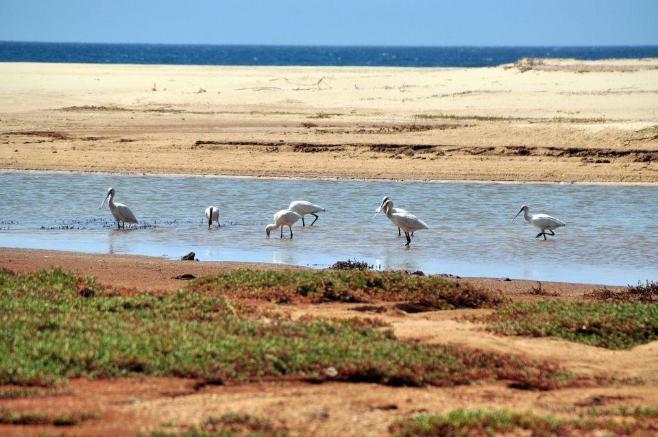 Boa Vista: Bird Watch Expedition in Natural Environment - Common questions