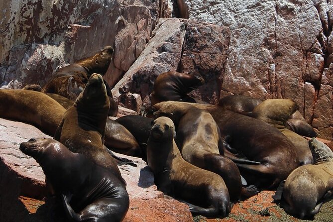 Boat Tour of the Ballestas Islands in Paracas - Booking Information