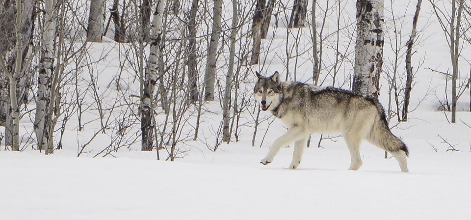 Bozeman: Yellowstone Wolves and Winter 4Day/3Night Adventure - Last Words