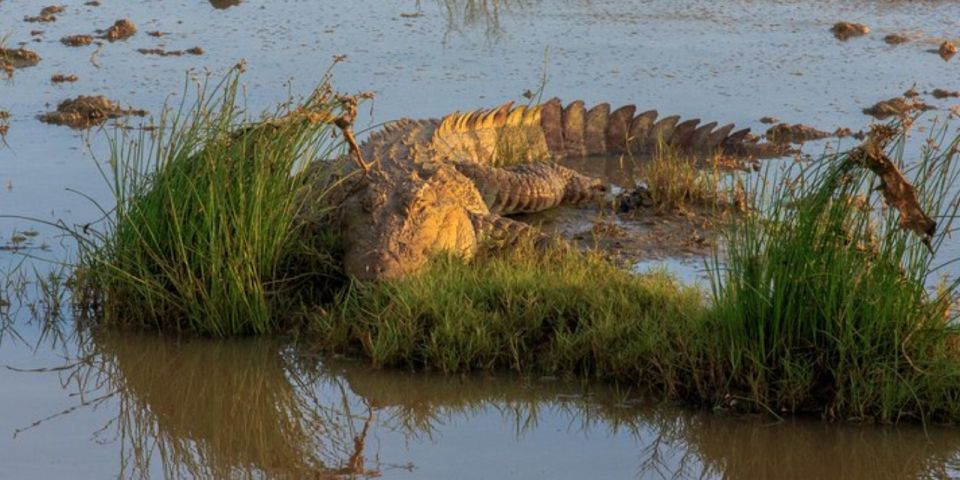 Bundala National Park Twilight Wildlife Expedition" - Last Words