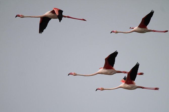 Camargue 4x4 Safari 2 Hours Saintes Maries De La Mer - Common questions