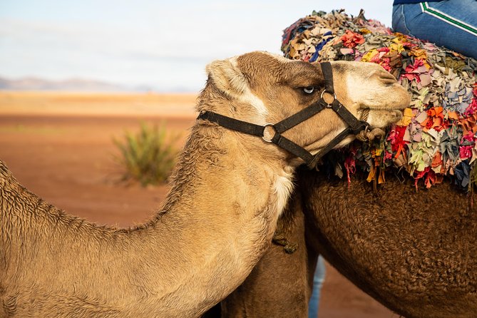 Camel and Quad Biking Tour From Marrakech - Last Words