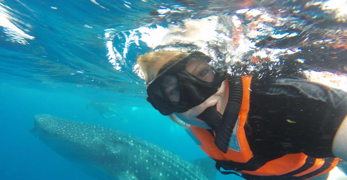 Cancun & Riviera Maya: Swim With Whale Sharks Tour W/ Lunch - Common questions