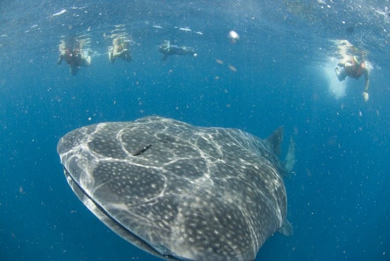 Cancún: Swim With Whale Sharks - Swimming Experience and Highlights