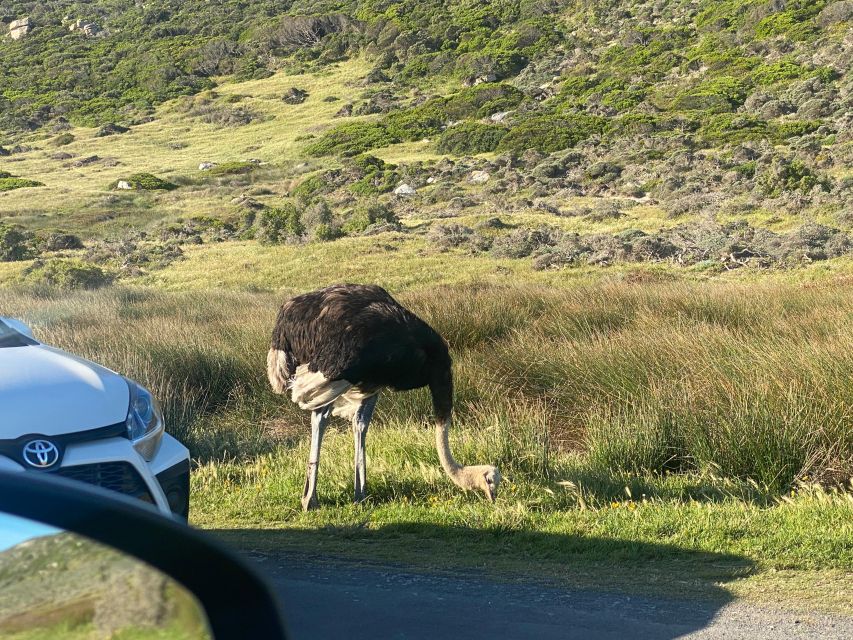 Cape Point & Peninsula Full Day Tour - Last Words