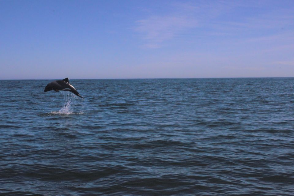 Cape Town: Marine Big 5 Ocean Safari From V&A Waterfront - Common questions