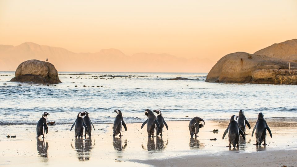 Cape Town: Peninsula, Penguins & Cape of Good Hope Day Tour - Common questions