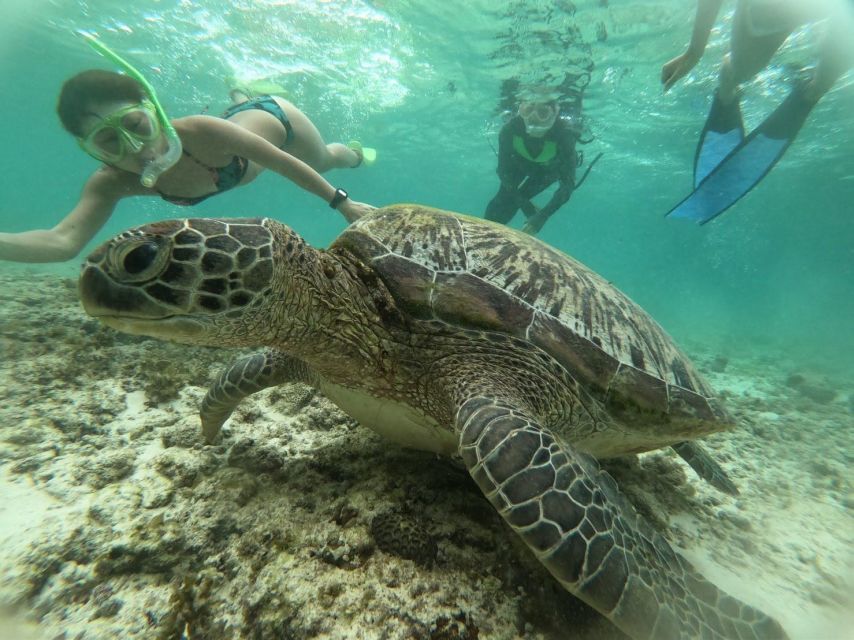 Cebu: Oslob Whale Sharks, Moalboal Sardine Run & Turtle Tour - Last Words