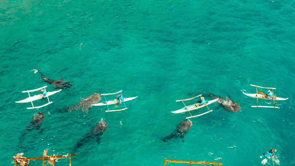Cebu Whale Shark Kawasan Canyooneering, Full Day W/ Lunch - Common questions