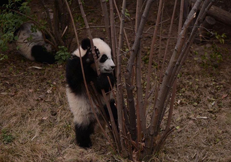 Chengdu Panda Base and Sanxingdui Museum Private Tour - Last Words