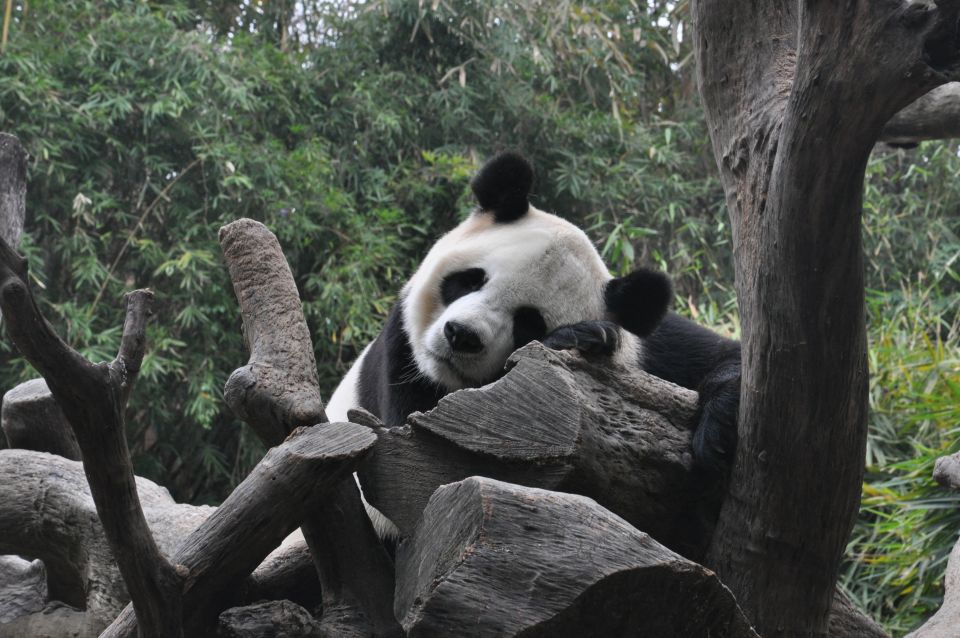 Chengdu: Private Full-Day Panda, City, Museum, & Park Tour - Common questions
