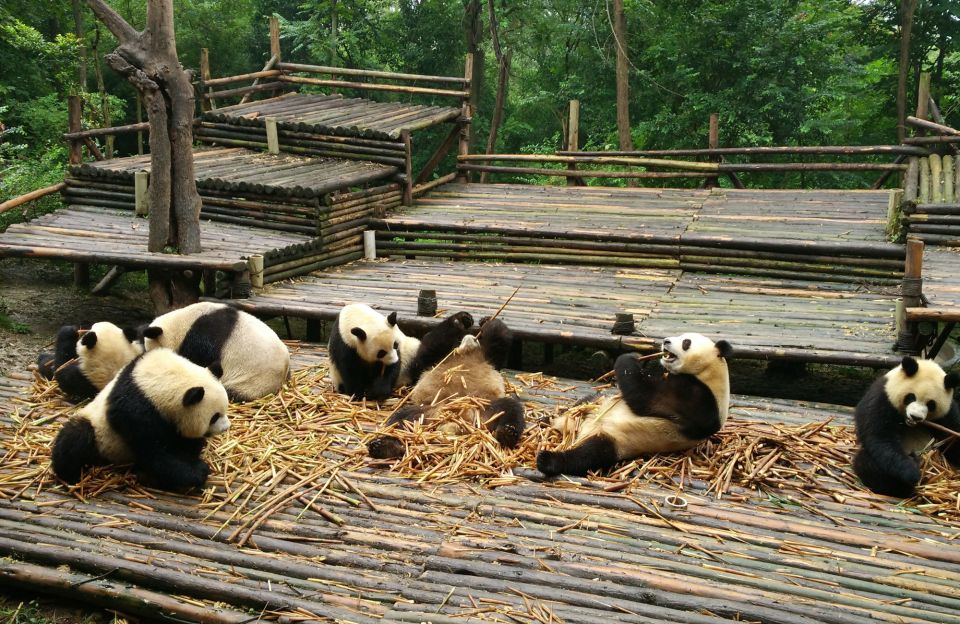 Chengdu Private Tour of Leshan Buddha and Panda Base - Additional Recommendations