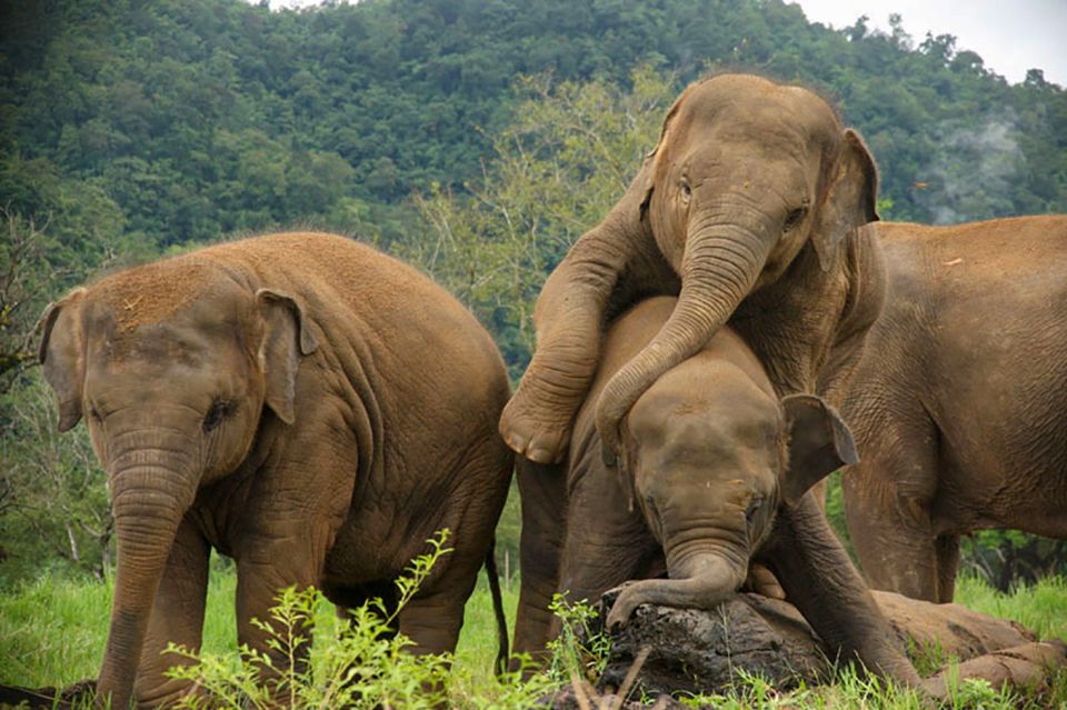 Chiang Mai: Elephant Sanctuary Guided Tour - Guest Experience Insights