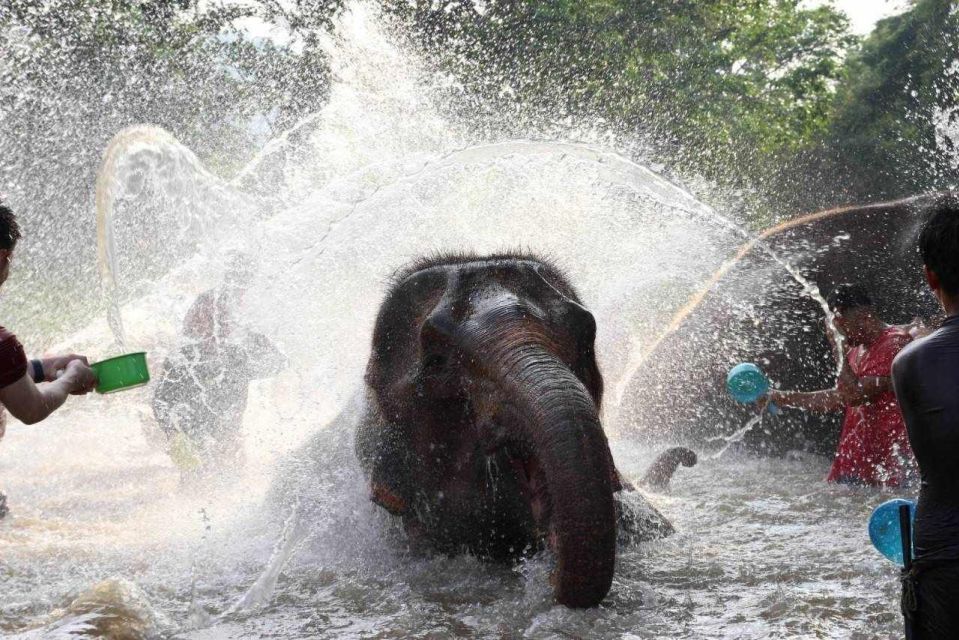 Chiang Mai: Full-Day Kerchor Elephant Eco Park Tour & Trek - Last Words