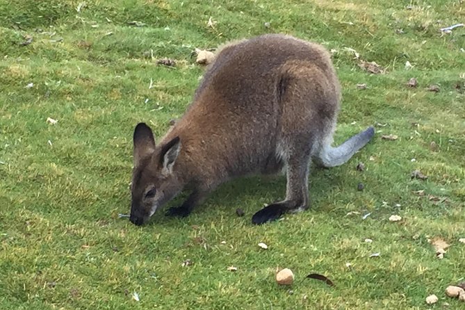 Cradle Mountain Day Tour From Launceston Including Lunch - Tour Booking and Itinerary