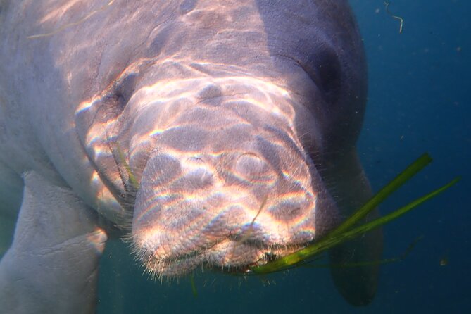 Deluxe Manatee Swim Tour - Tour Preparation and Policies