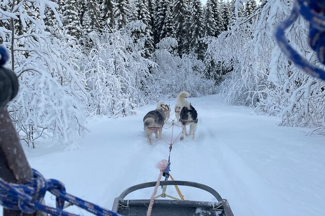 Dog Sledding With Greenland Dogs