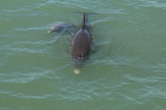 Dolphin Tour on a Private Boat - How to Book